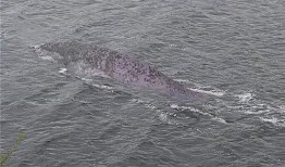 汉江水怪在线观看